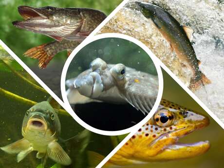 L'Aquarium des Curieux de nature - Journée des Loisirs