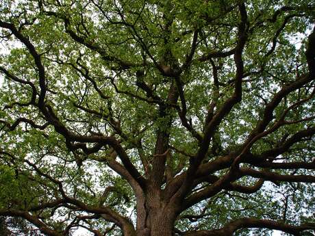 Exposition : les arbres remarquables en Morbihan
