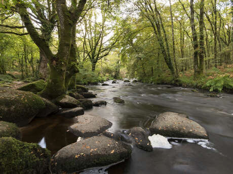 Balade géologique : vallée de l'Ellé & bois de Ste Barbe