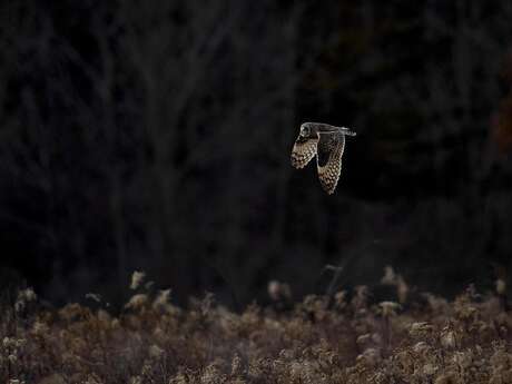 La Blavet au naturel : balade nature à la tombée de la nuit