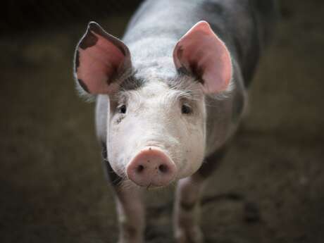 Fête du cochon