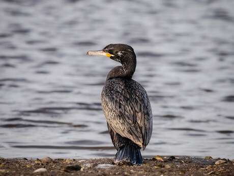 La Blavet au naturel : les oiseaux du Blavet