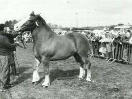 Foire de la Saint Leau - Fête du cheval de trait breton