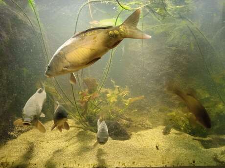 Aquarium des curieux de nature
