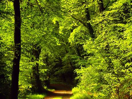 Balade contée nocturne en forêt de Coat-an-Noz