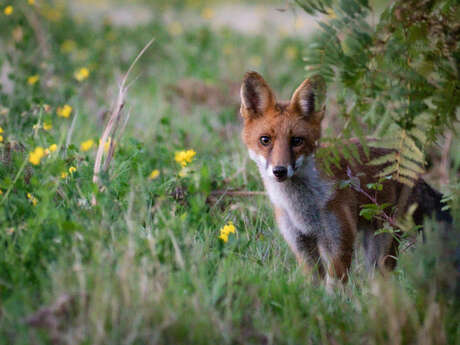 Landes du Crano : Sur les traces des animaux de la lande