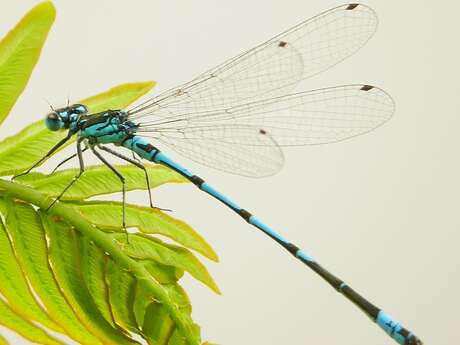Sortie naturaliste au bord du canal sur l’Agrion joli
