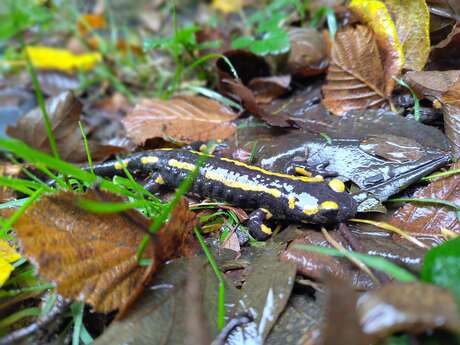 Grenouilles, tritons et compagnie