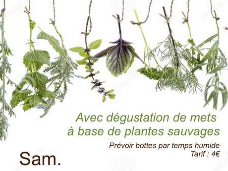 Balade plantes comestibles et médicinales