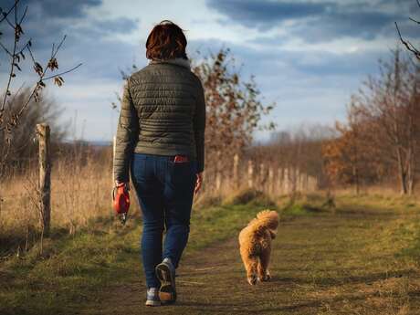 Cani-marche