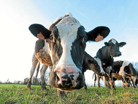 Le Comice Agricole de Carhaix : "La campagne à la ville !"