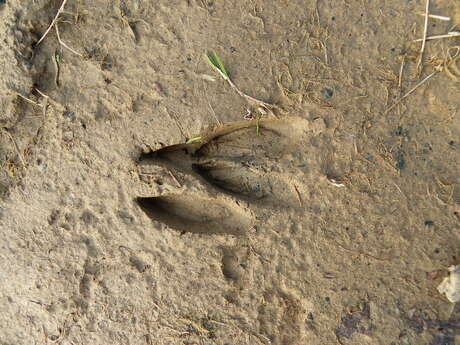 Sur les traces et indices des animaux du bocage