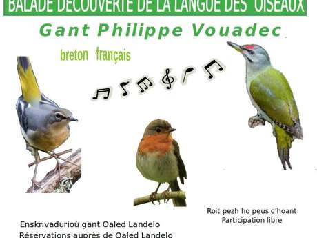 Balade découverte de la langue des oiseaux
