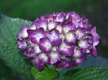 Journées des Hortensias aux jardins d'Ewen