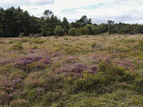 A la découverte de la réserve naturelle de Glomel