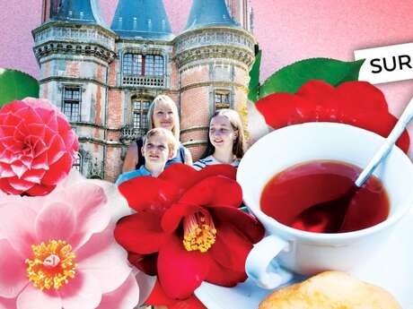 Le thé : du Camélia à la tasse