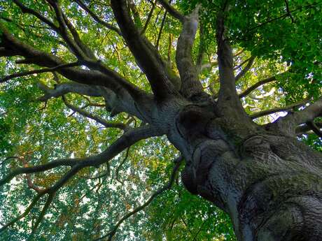Initiation grimpe d’arbre