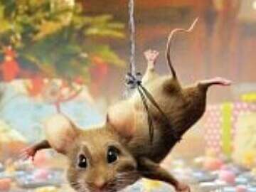 Panique à Noël au cinéma La Belle Equipe