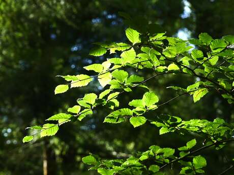 Contes de la Chandeleur à la Biscuiterie Ménou, balade et goûter