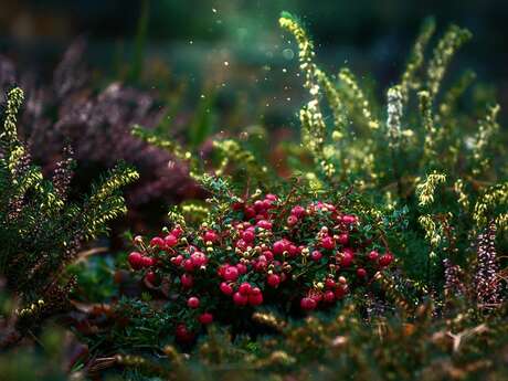 Ateliers au jardin