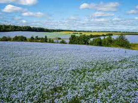 Talents d’Ici – Visites d’entreprises en Cingal–Suisse Normande- Coopérative linière