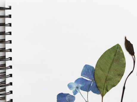 Sortie en forêt et atelier cyanotype