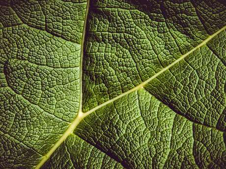Exposition: Voyage vert