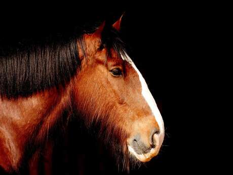 Journées européennes du cheval de trait