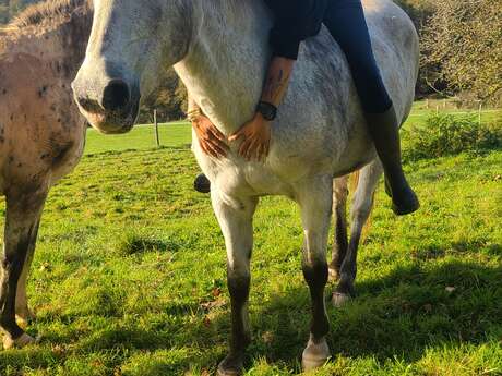 Yoga et équitation