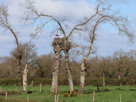 Saint-Amand-sur-Sèvre : circuit n°5 Le Bourg-Bleure Rambault-Charrefait
