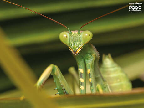 Rallye nature - Les insectes et leurs super-pouvoirs
