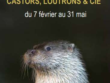 Musée L'Abbaye - Exposition - Castors, loutrons & cie