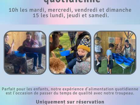 L'alimentation quotidienne des alpagas