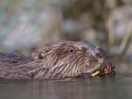 Musée L'Abbaye - Visite guidée - Au coeur des rivières