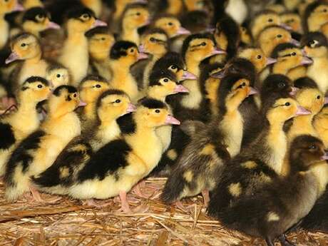 La Ferme Roulland