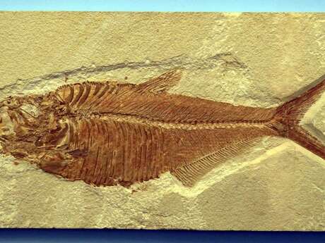 Les vacances de Noël sur les Sites préhistoriques de la vallée de la Vézère