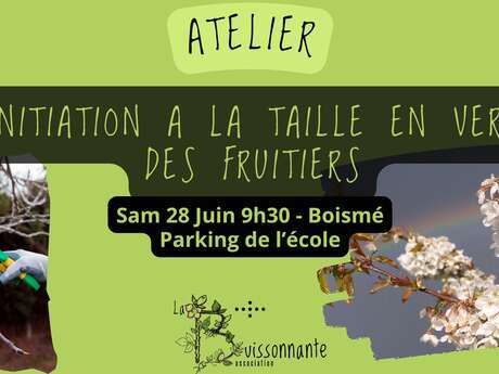Initiation à la taille en vert