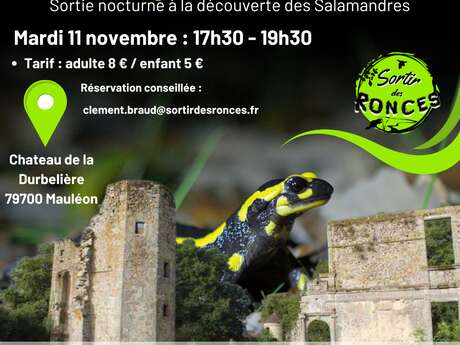 Sortie nocturne - À la découverte des salamandres