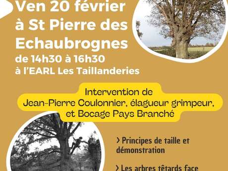 Animation et démonstration de taille - Les arbres têtards