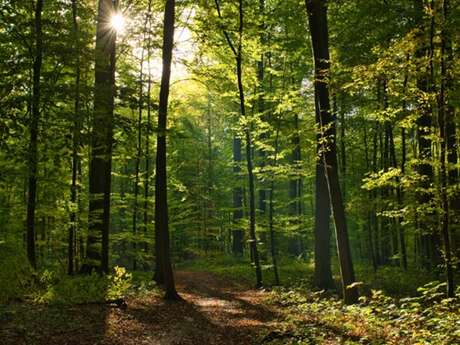La Forêt Perigord Noir: balade commentée
