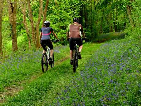 Le bois de Condeau VTT 4