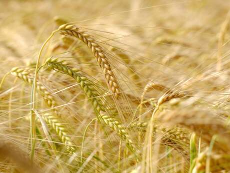 Comice agricole Perche et Dunois