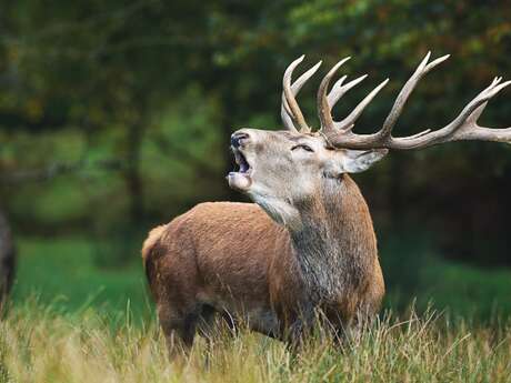 Brame du cerf