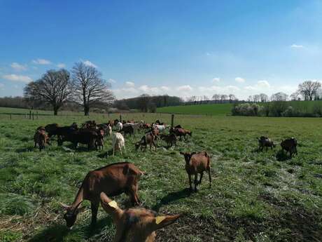 Visite : Ferme caprine [Défi alimentation]