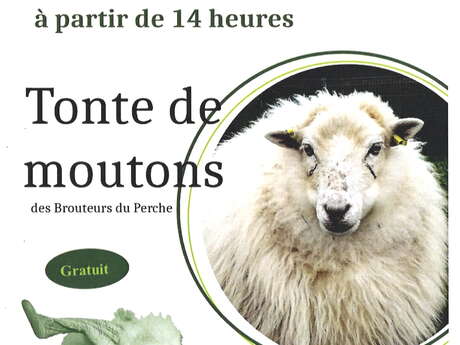 Tonte de moutons