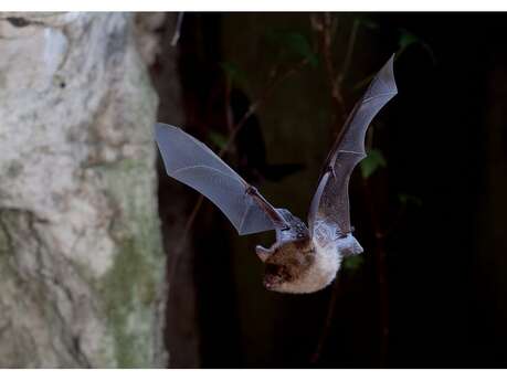 Rendez-vous nature :  À la découverte des chauves-souris du Perche