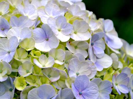Ouverture du jardin de Patricia Decaudin - Hortensais et hydrangeas
