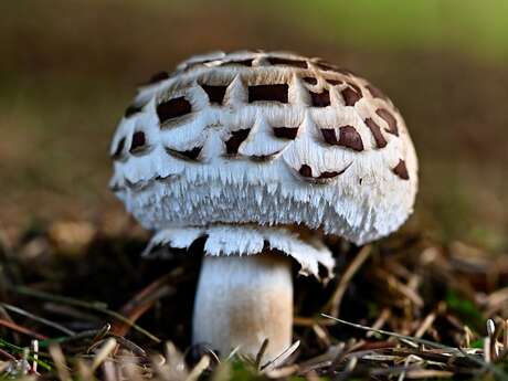 Découverte des champignons de nos foret - LA LOUPE