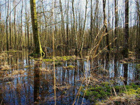 Forêt humide des Mousseuses