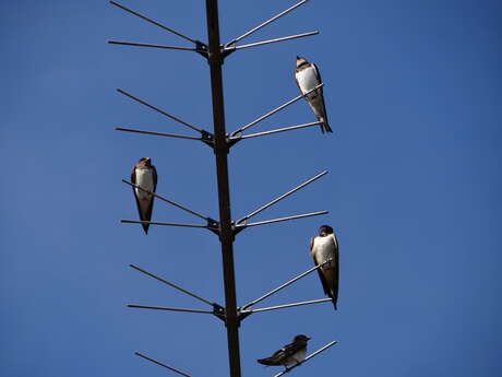 Les hirondelles : 20 grammes d’énergie, de mystère et de poésie 